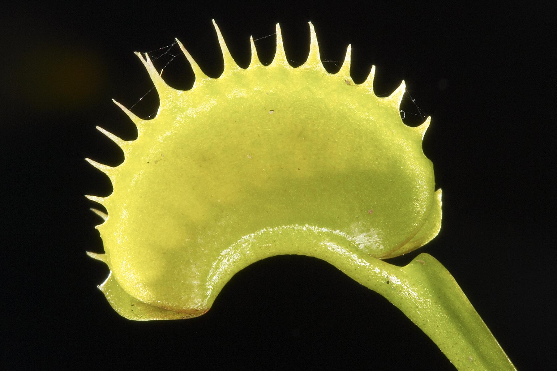 venus fly trap