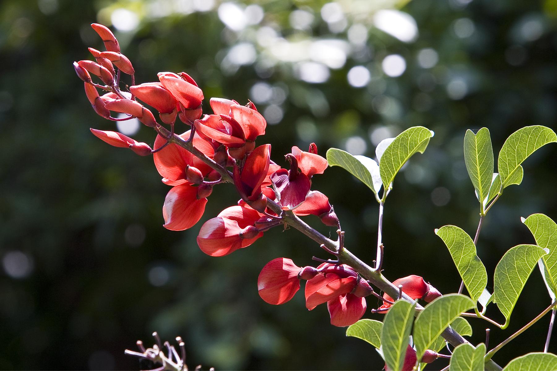 red flowers