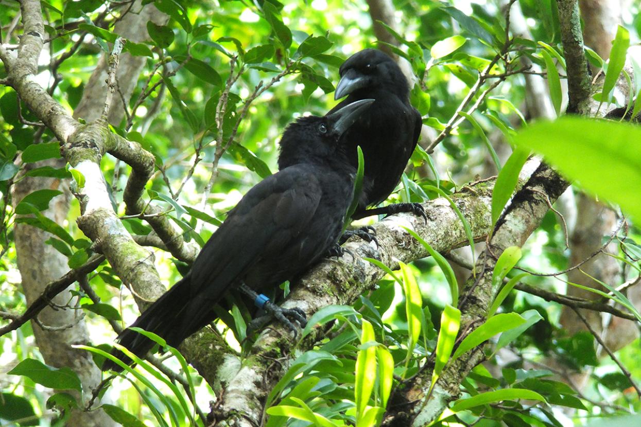 aga (Mariana crow)