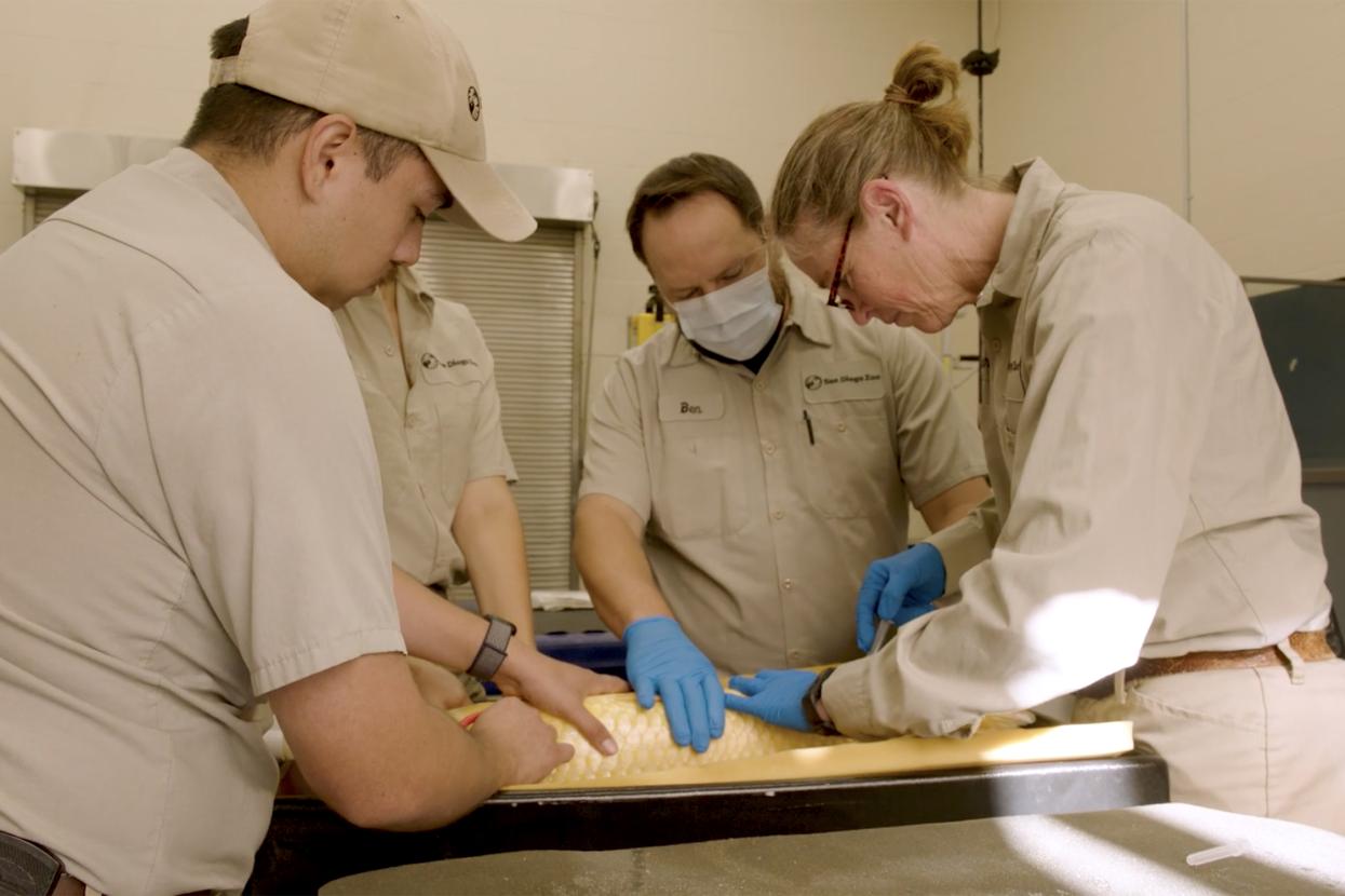 Koi fish surgery