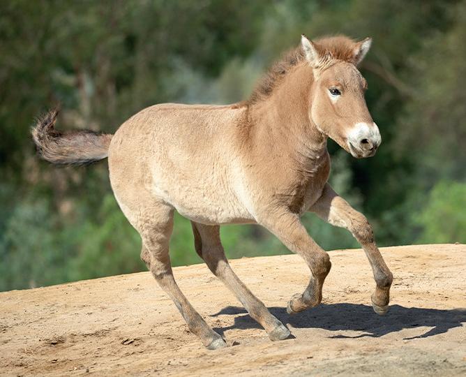 Horse