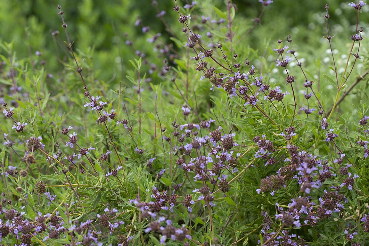 Munz's sage