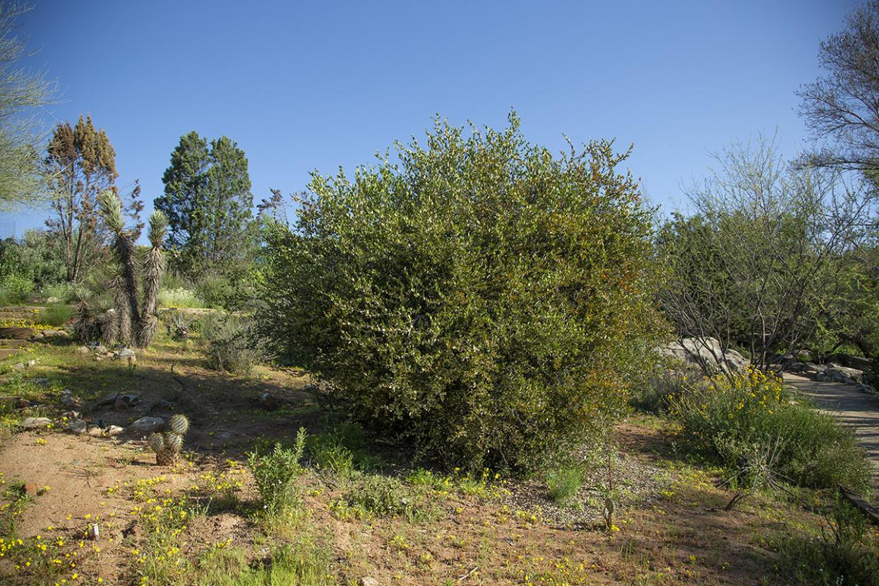 Jojoba