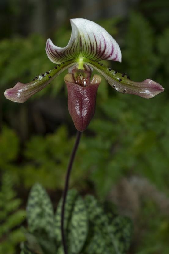 orchid