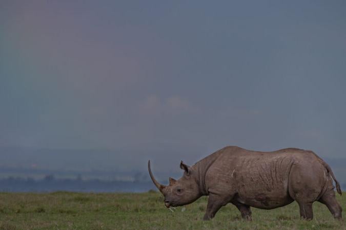 rhino