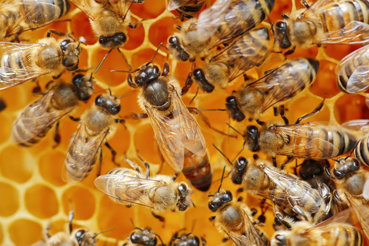Bee colony