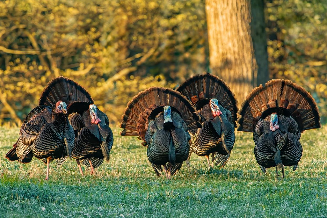 Group of turkeys