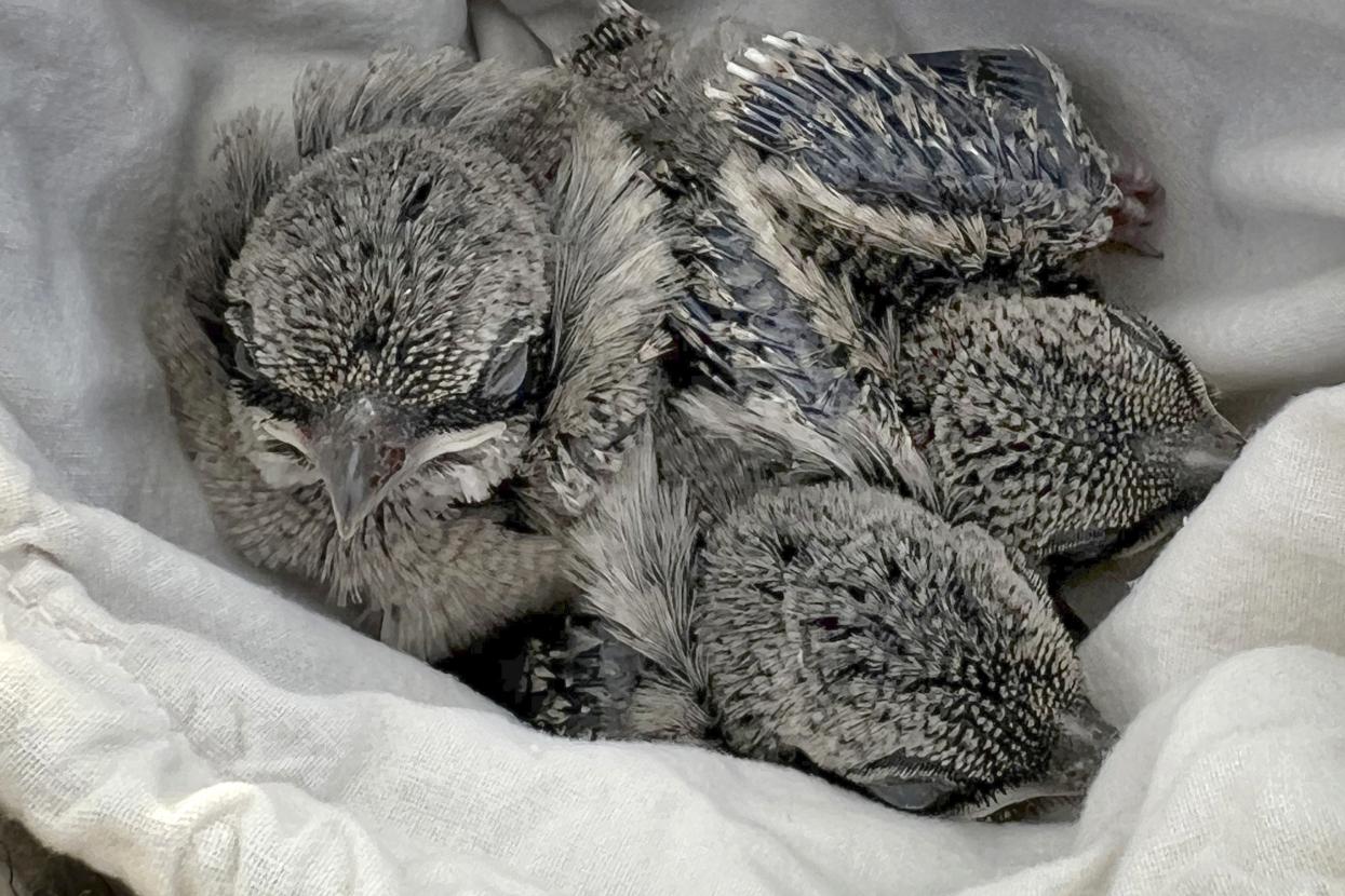 Chicks in blanket