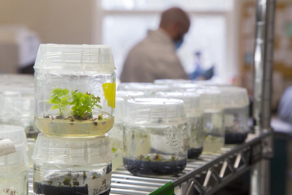 plantlets
