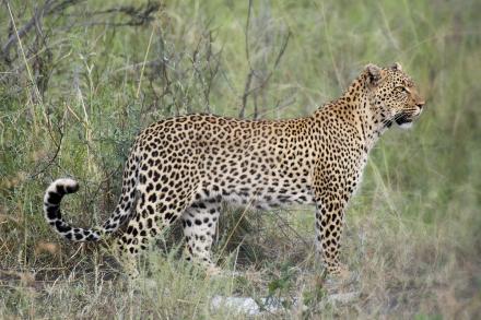 Jaguar in field