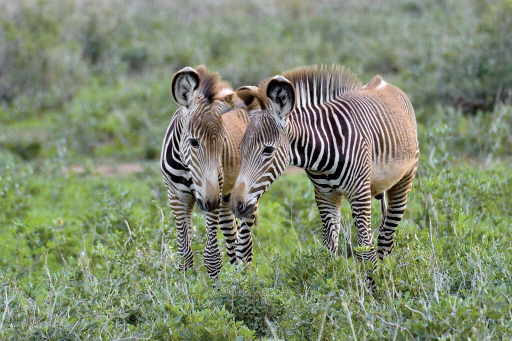 Community-based conservation is