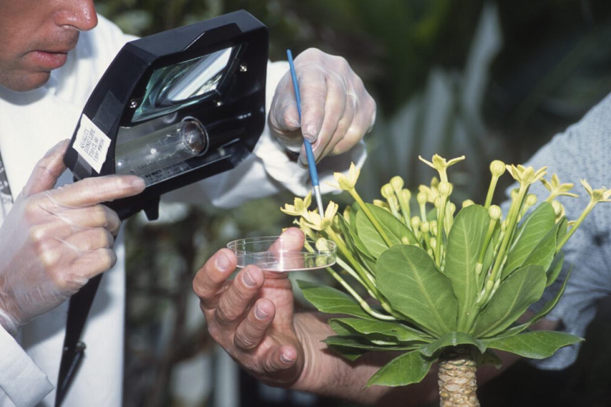 ʻālula plant