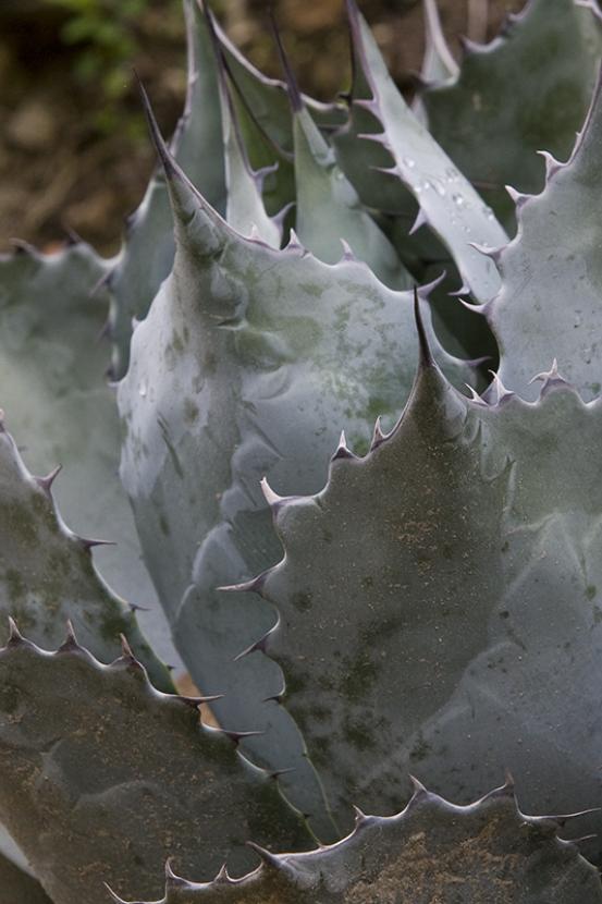 Agave