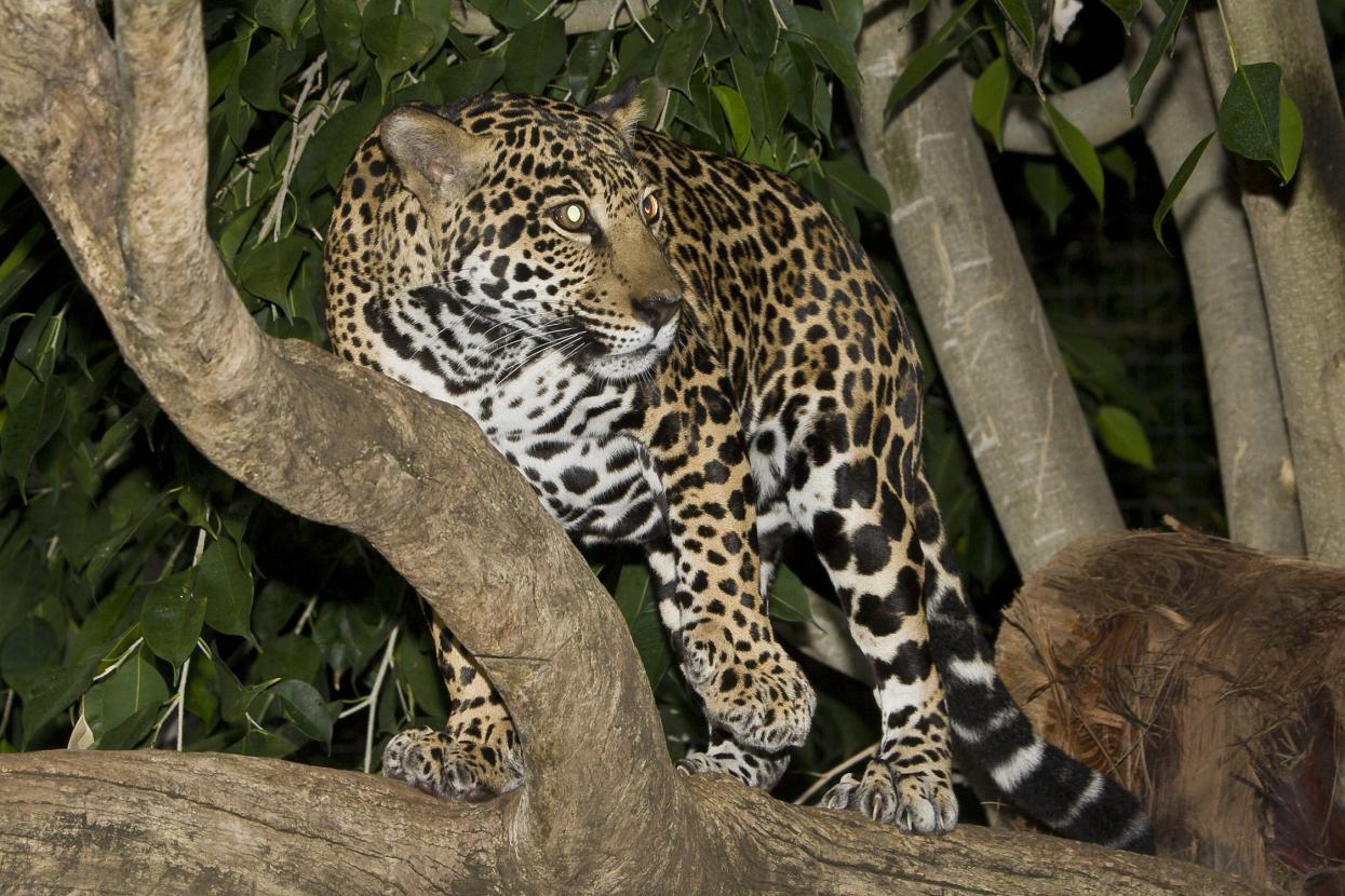 big cat