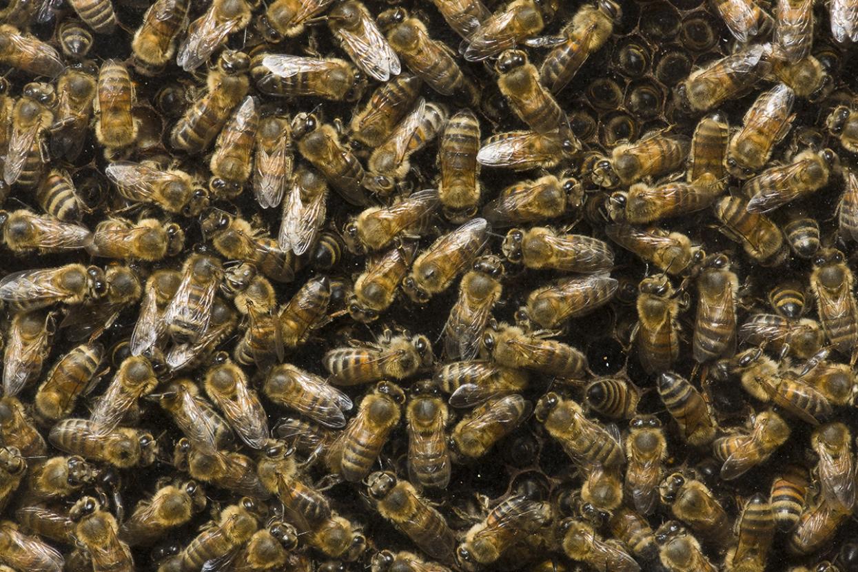 Bees