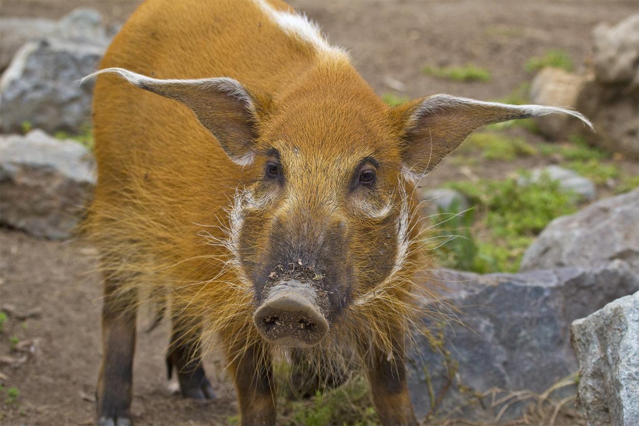red river hog