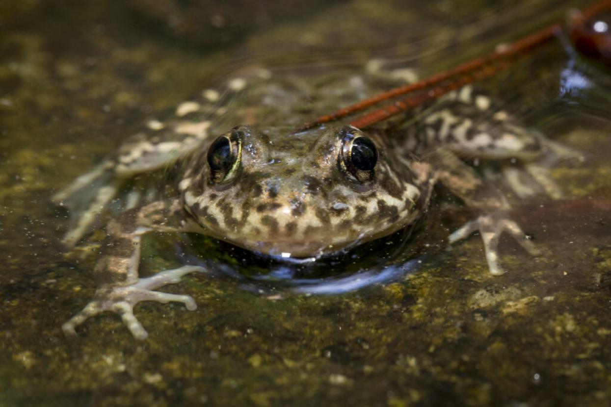 frog