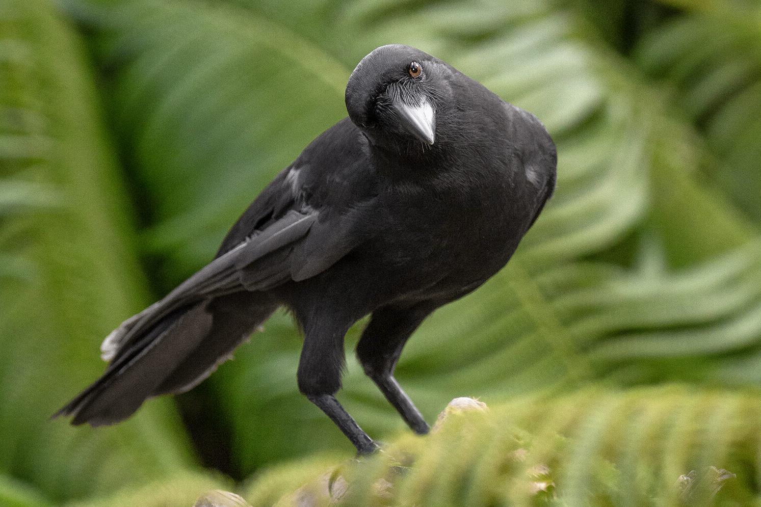 ‘alalā
