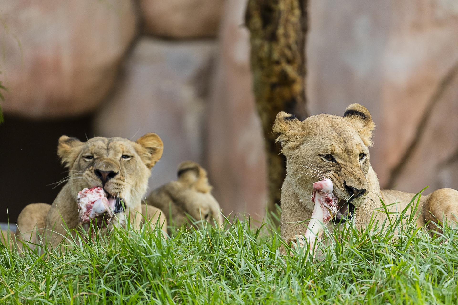 African lions