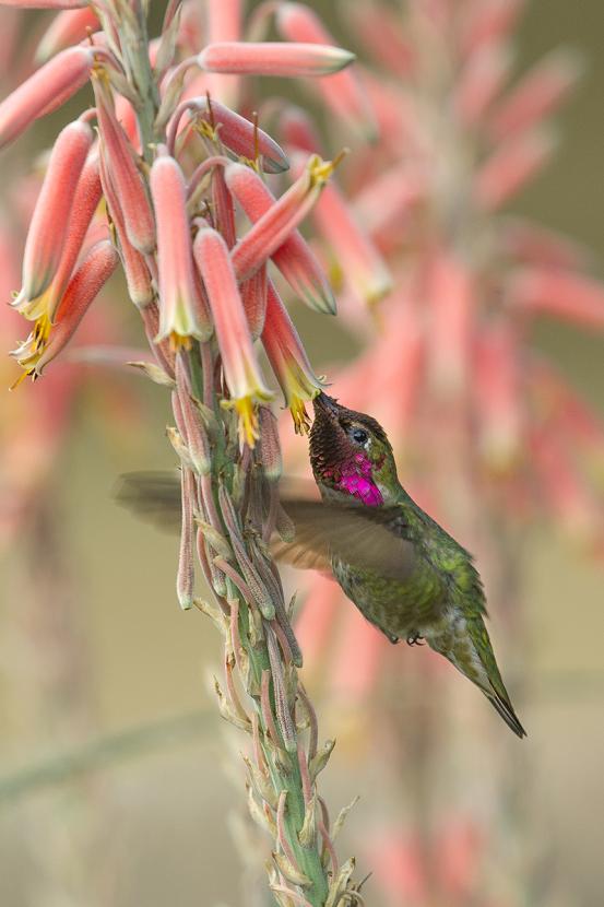 humminbird