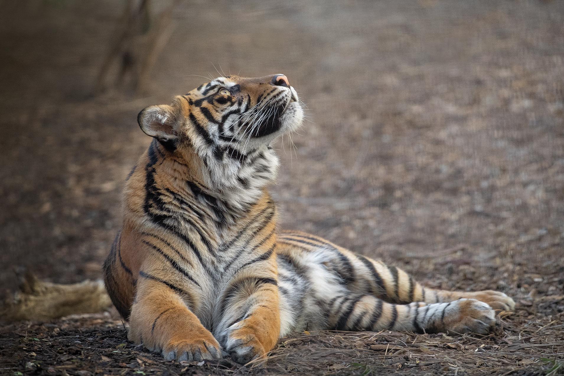 tiger