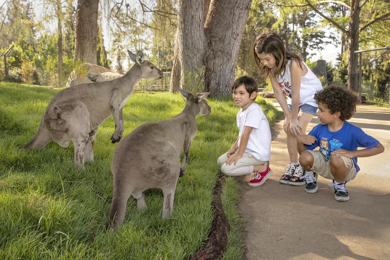 Kangaroo Walk