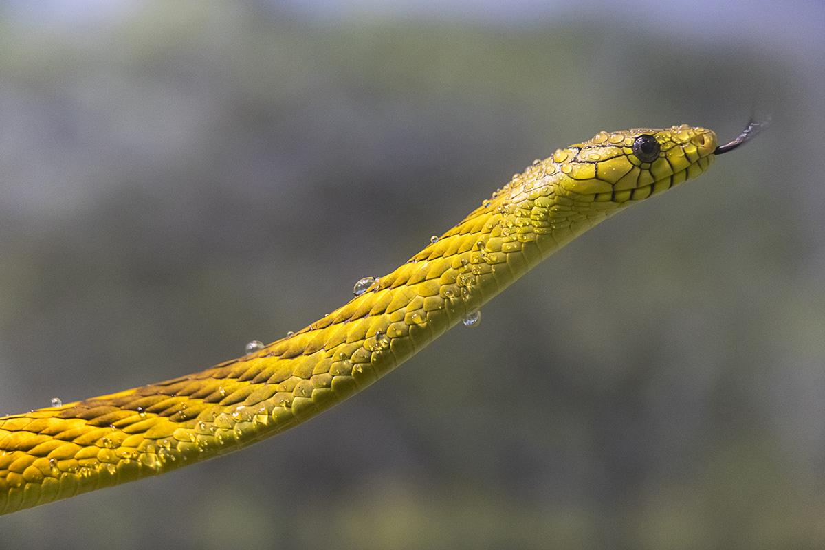 West African Green Mamba with dew droplets