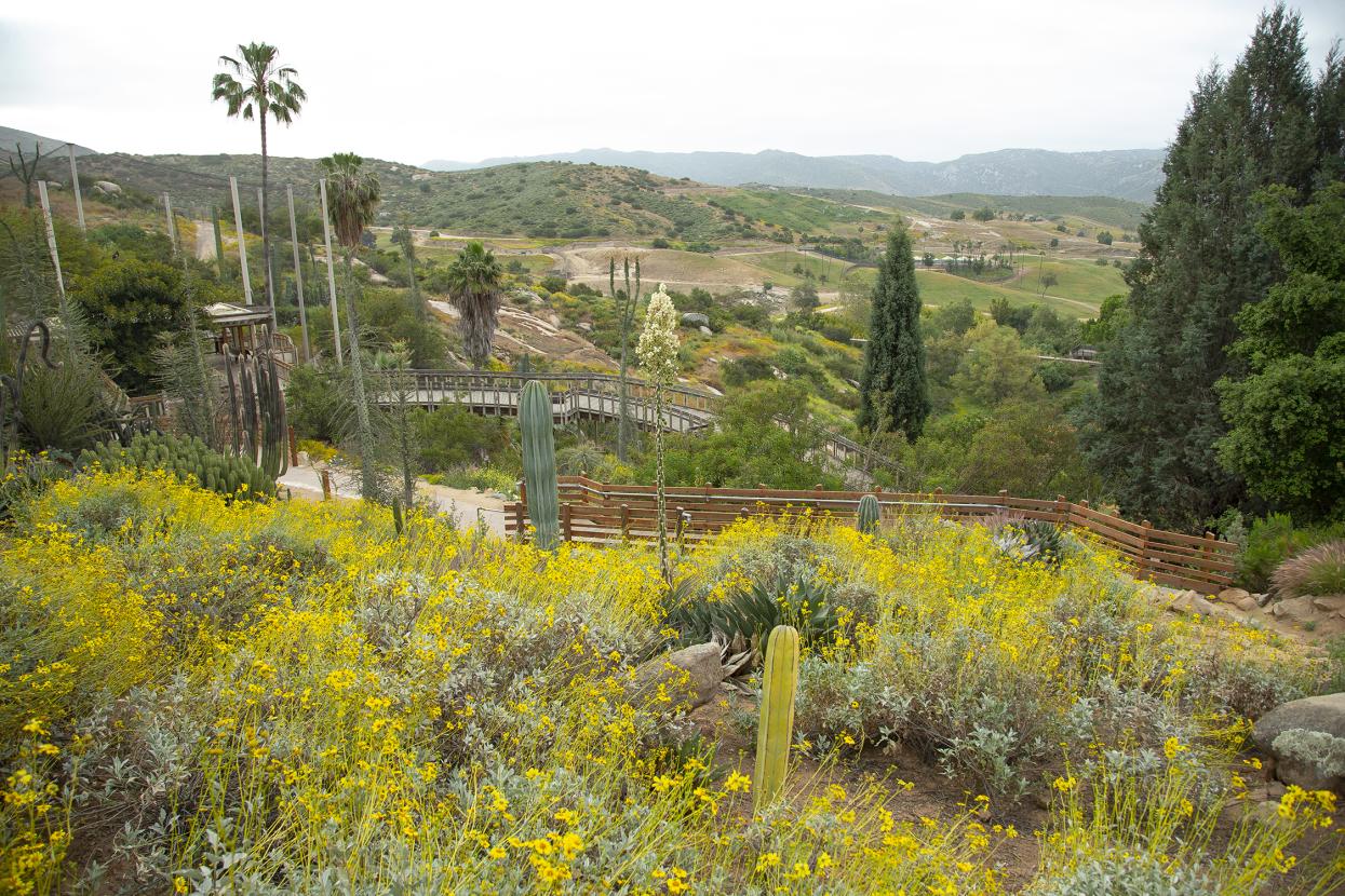 Nativescapes Garden