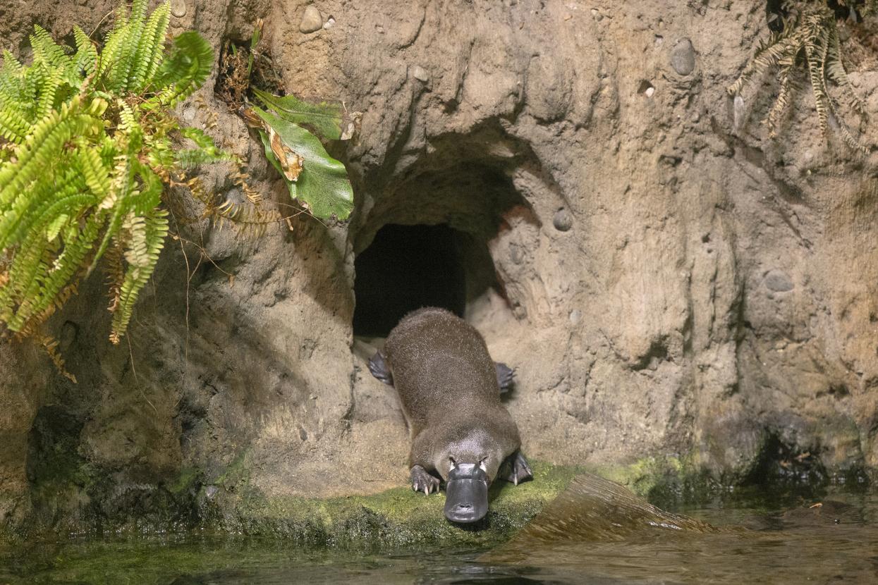 Platypus