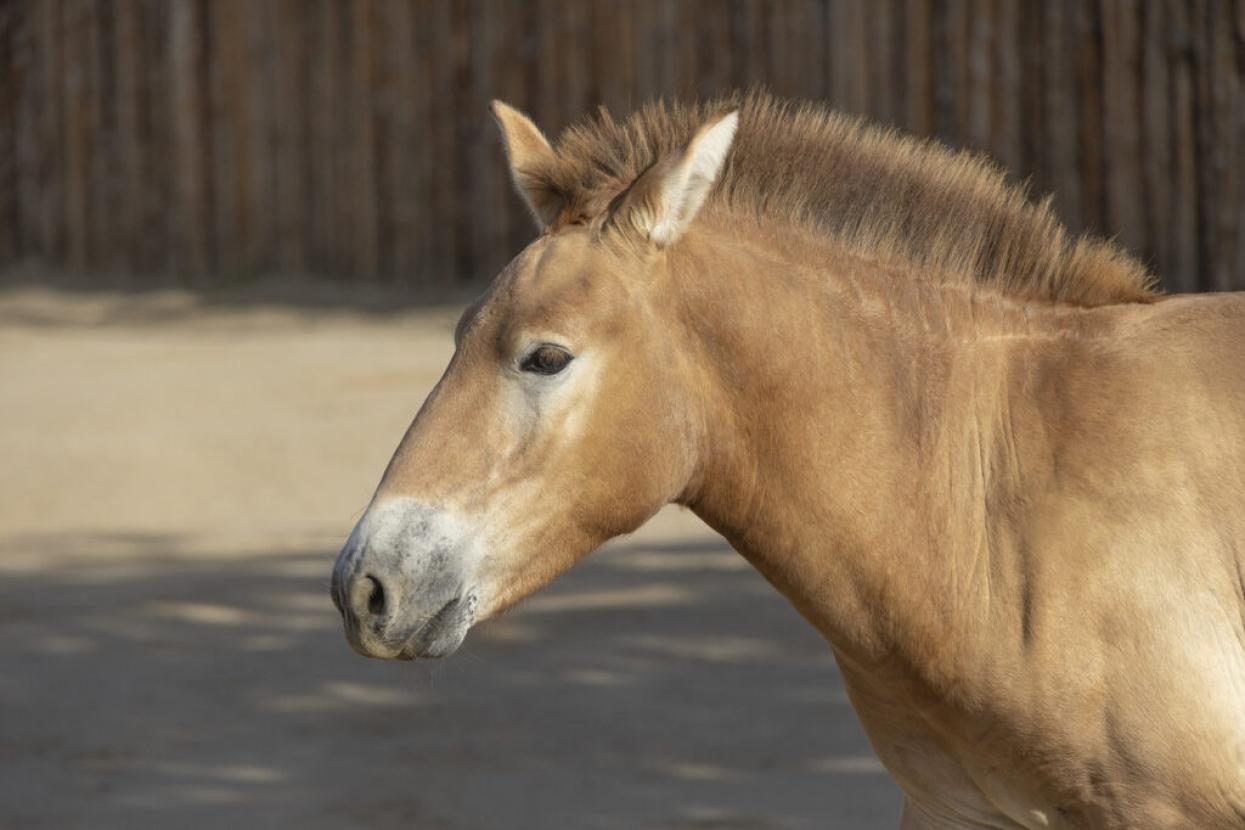 foal