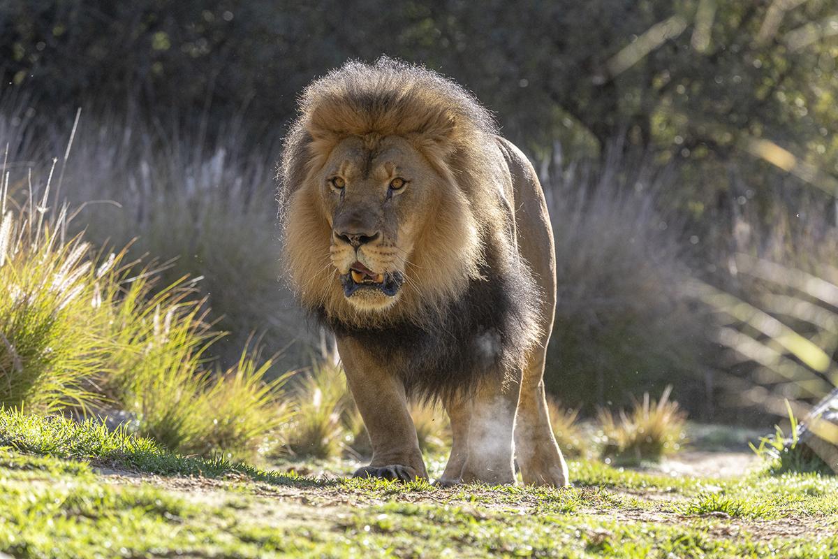 bo the lion
