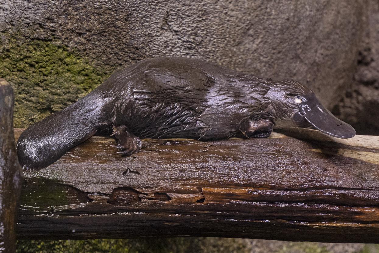 Platypus