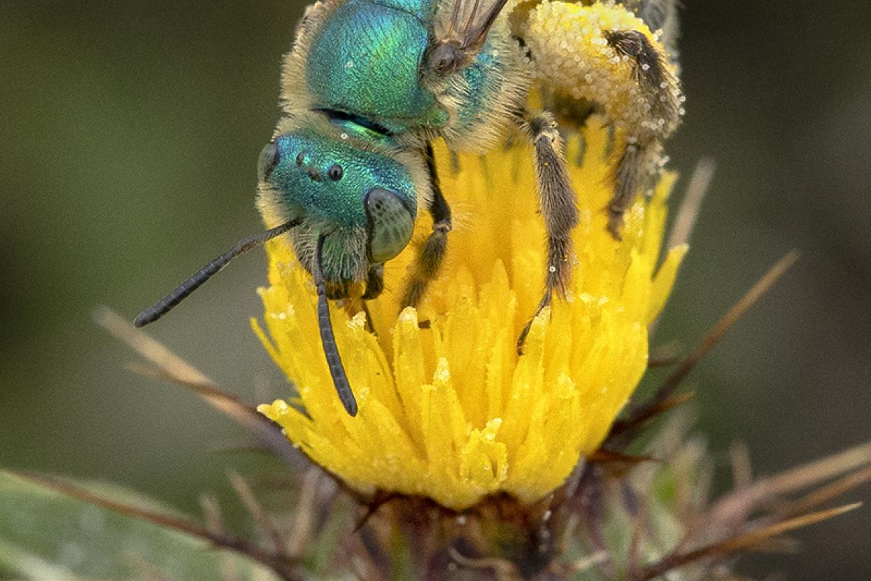 Bee on a flower