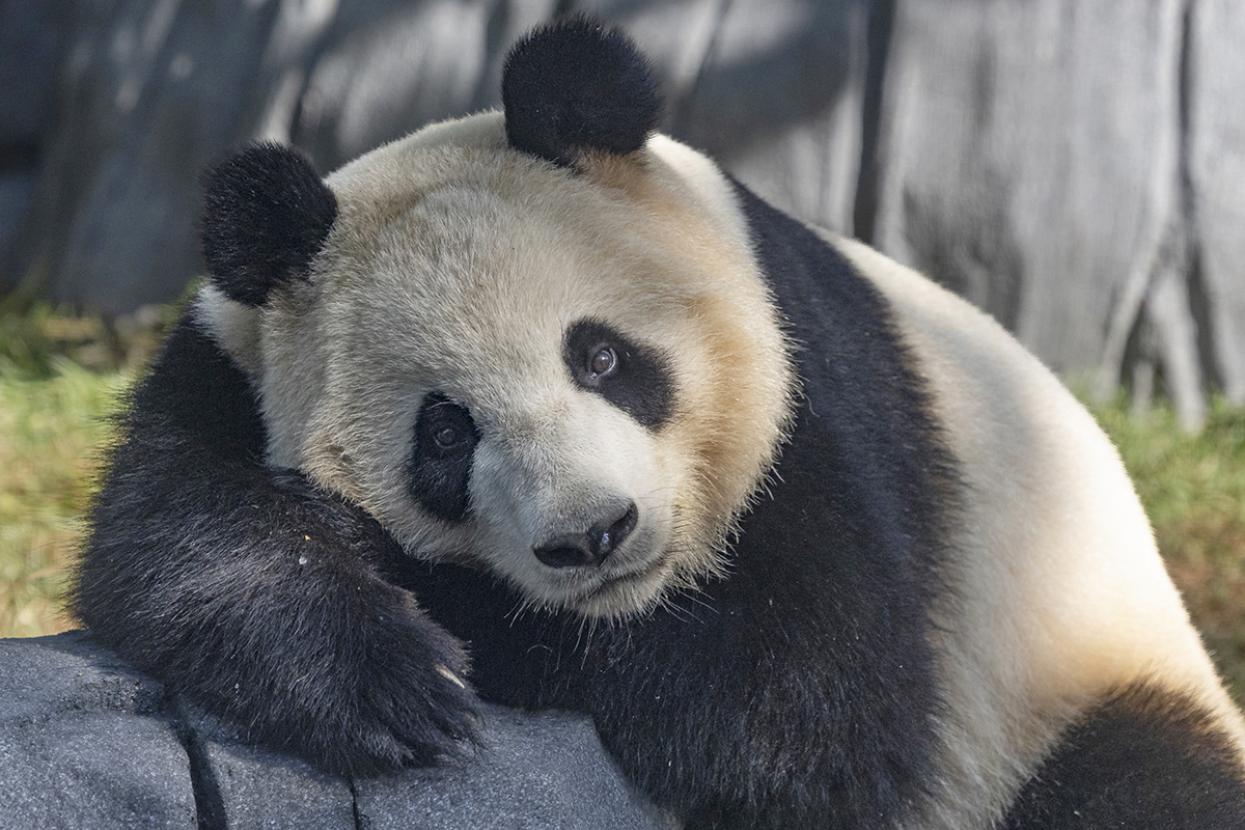 xin bao gazing ahead 