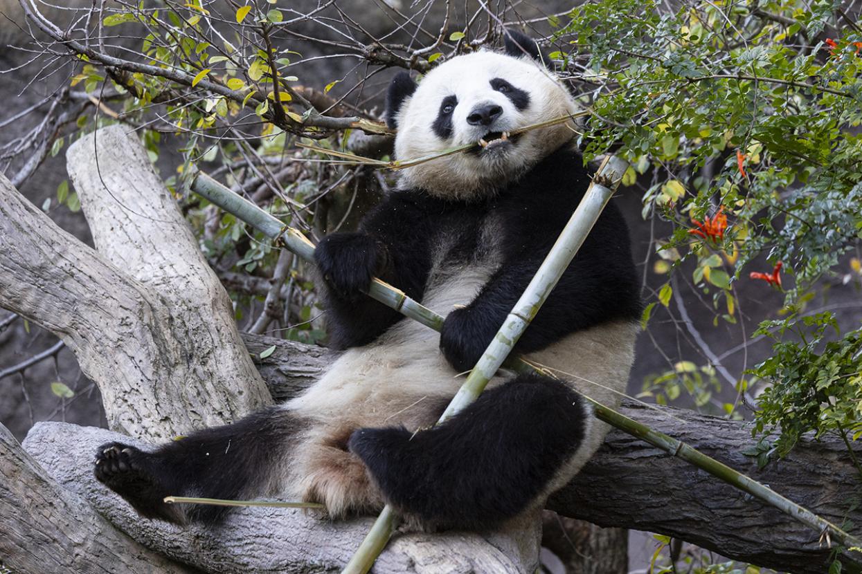 Xin Bao eating in tree 