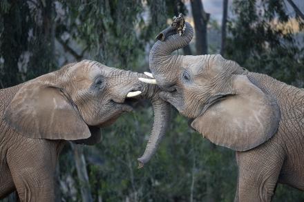 Two elephants face-to-face