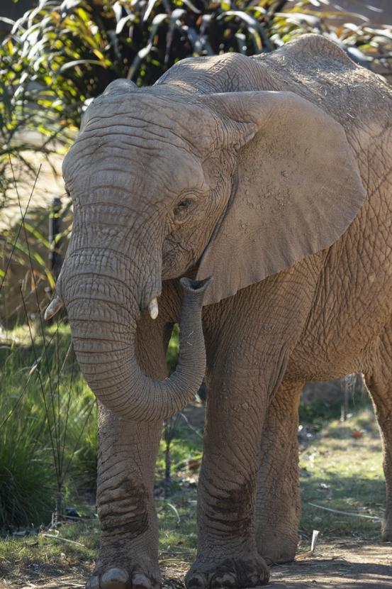 Elephant walking
