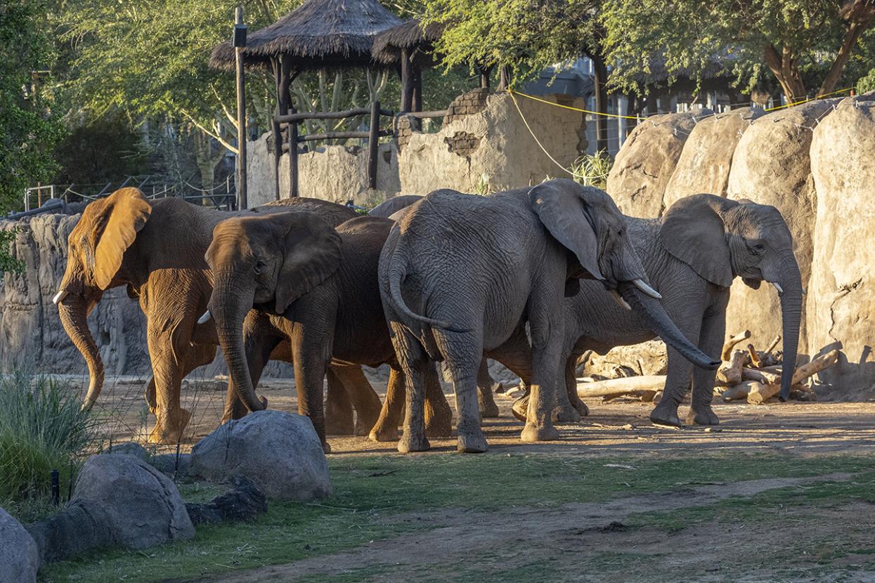 Four elephants standing together