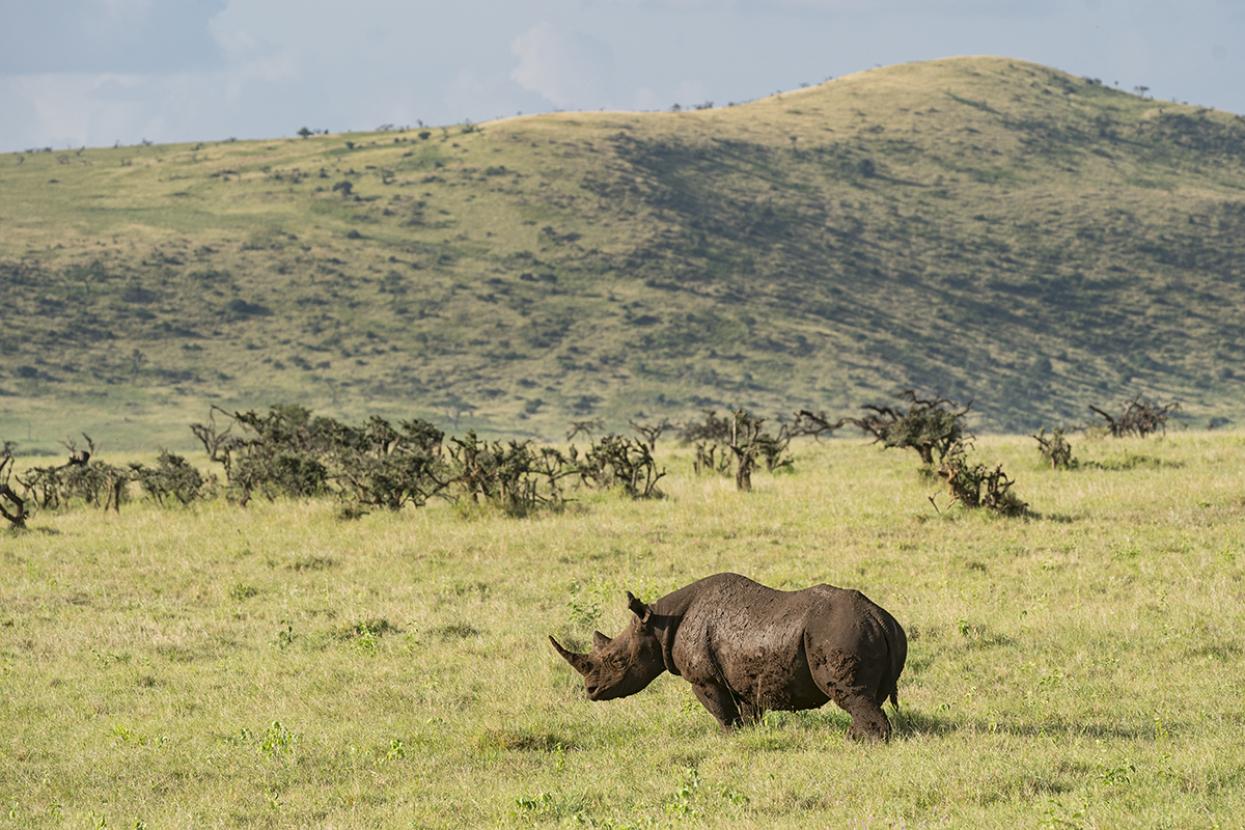 black rhino