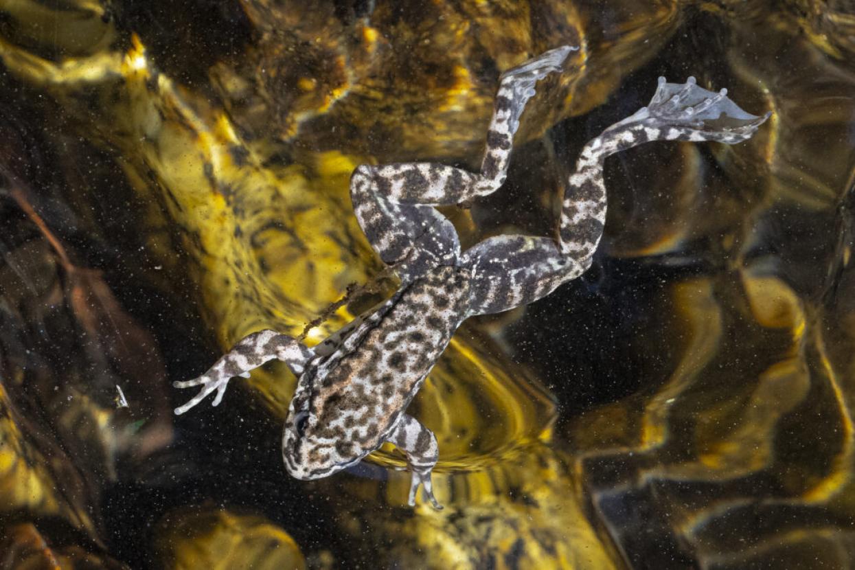 frog