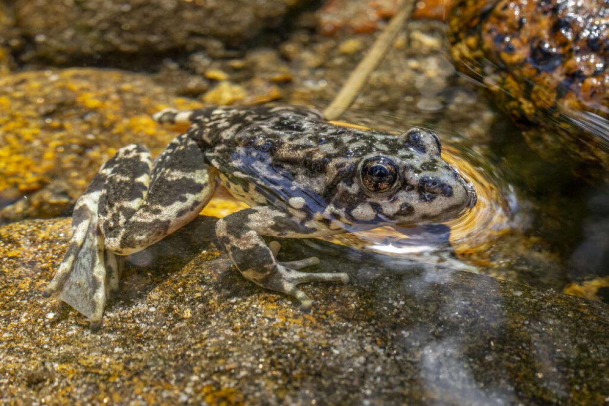 frog