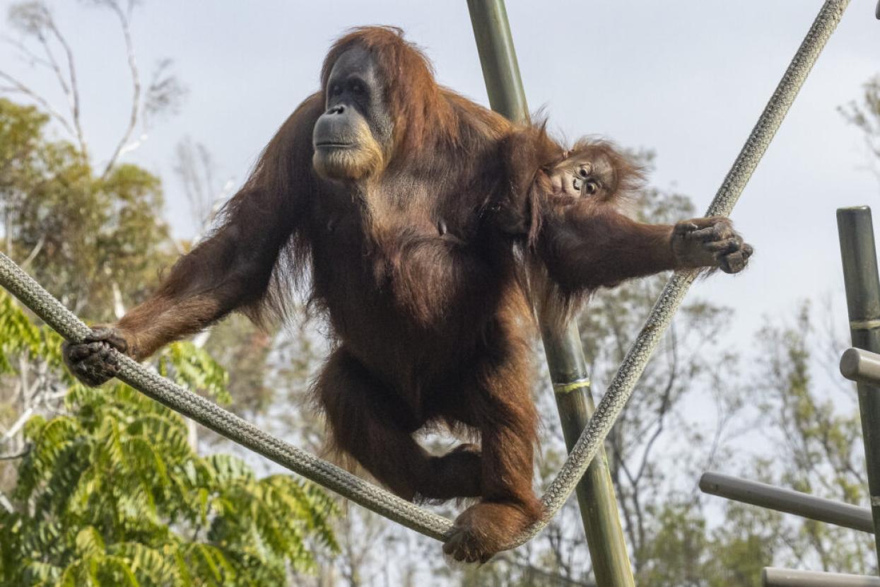orangutan with baby