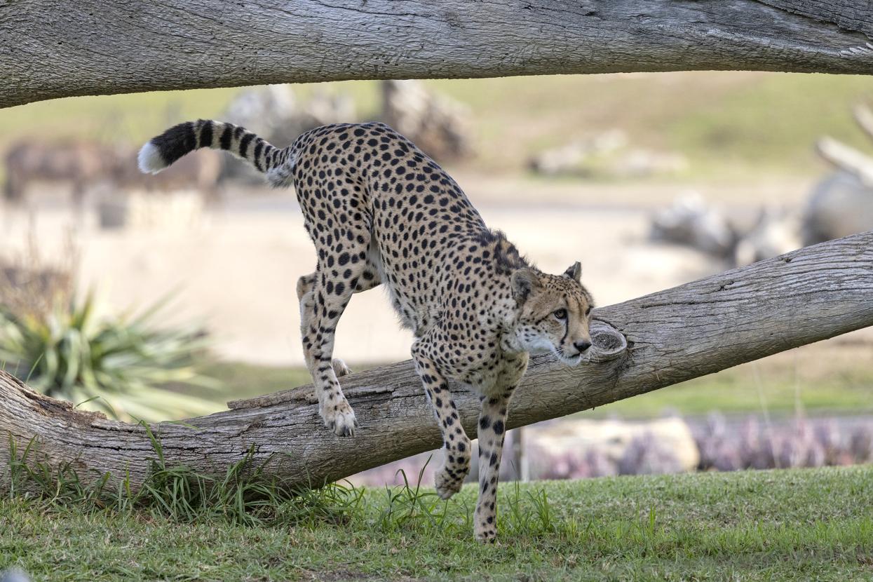 Cheetah