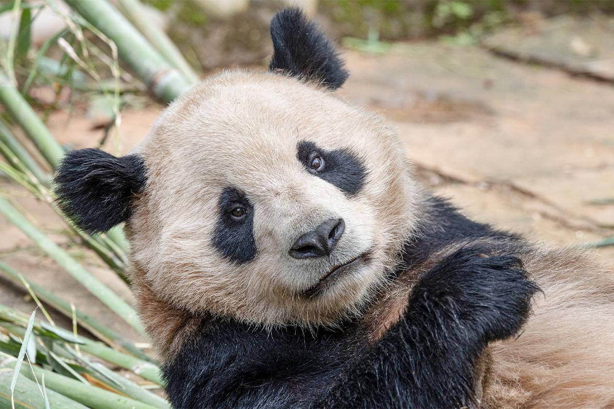 panda